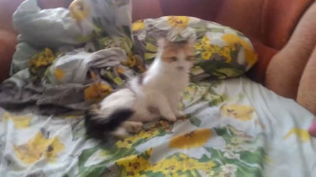 Кошки начали драться!😨 смотреть онлайн