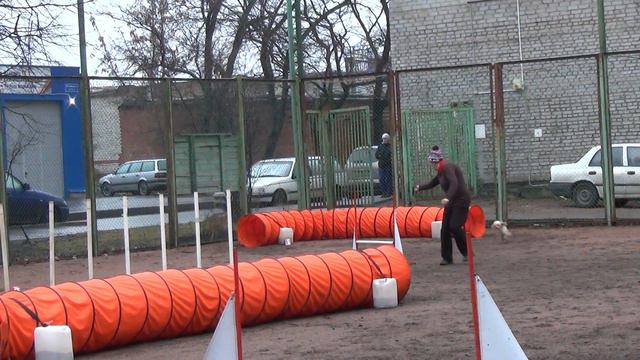 Д-Open 2/3 Small - Калинина Мария и той-пудель Чудик смотреть онлайн