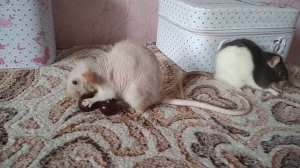 ДОМАШНИЕ ДЕКОРАТИВНЫЕ КРЫСЫ   Крыса дамбо   Крыса рекс   Сиамская крыса дамбо дабл рекс  КРЫСЫ ВИДЕ