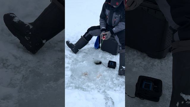 Рузское водохранилище. ЛОВЛЯ ЛЕЩА НА БЕЗМОТЫЛКУ. смотреть онлайн