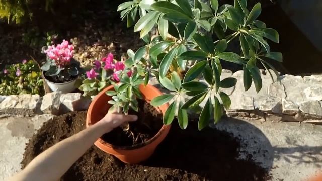 How to Grow and Care for Schefflera Plant смотреть онлайн
