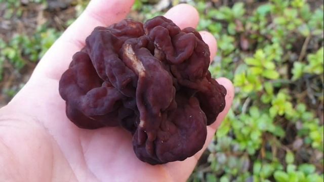 СТРОЧКИ ПЕРВЫЕ ГРИБЫ ОТКРЫЛИ ГРИБНОЙ СЕЗОН/STITCHES THE FIRST MUSHROOMS, OPENED THE MUSHROOM смотреть онлайн