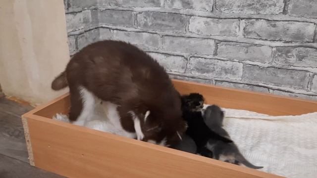 Щенок ХАСКИ Нянька для БРОШЕННЫХ КОТЯТ смотреть онлайн