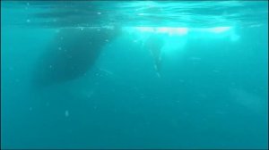 Почему у кита бьет фонтан | All About