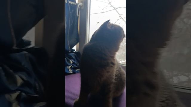 кошка родила котят их 3 смотреть онлайн