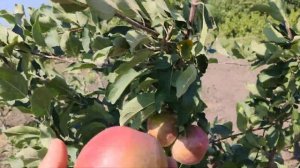 Яблоня сорт Коваленковское супер вкусное ! persikovod.com