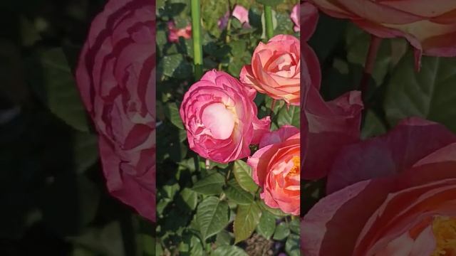 роза Мадам Д' Сталь смотреть онлайн