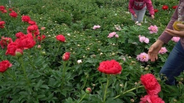 Пион Command Performance