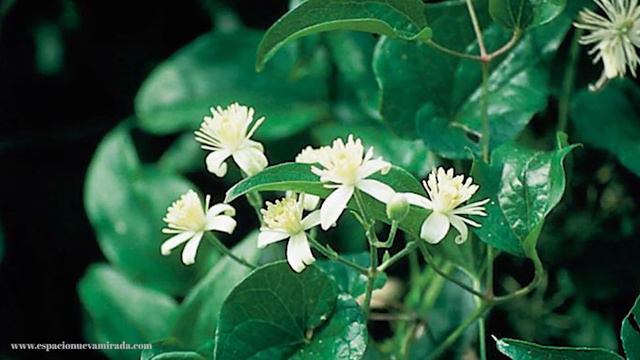 Meditación guiada con Clematis - Flores de Bach смотреть онлайн