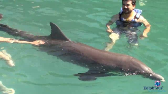 NADO CON DELFINES - XCARET - CANCUN - MEXICO смотреть онлайн