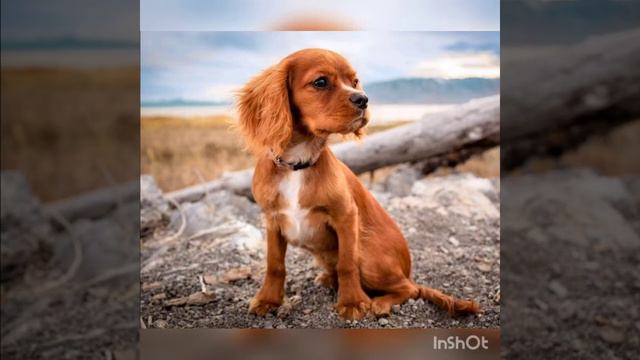 Милые щеночки 😊 смотреть онлайн