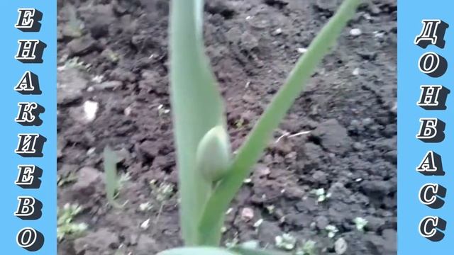 "Дачные истории | Посадила картофель". 17.04.2022. смотреть онлайн