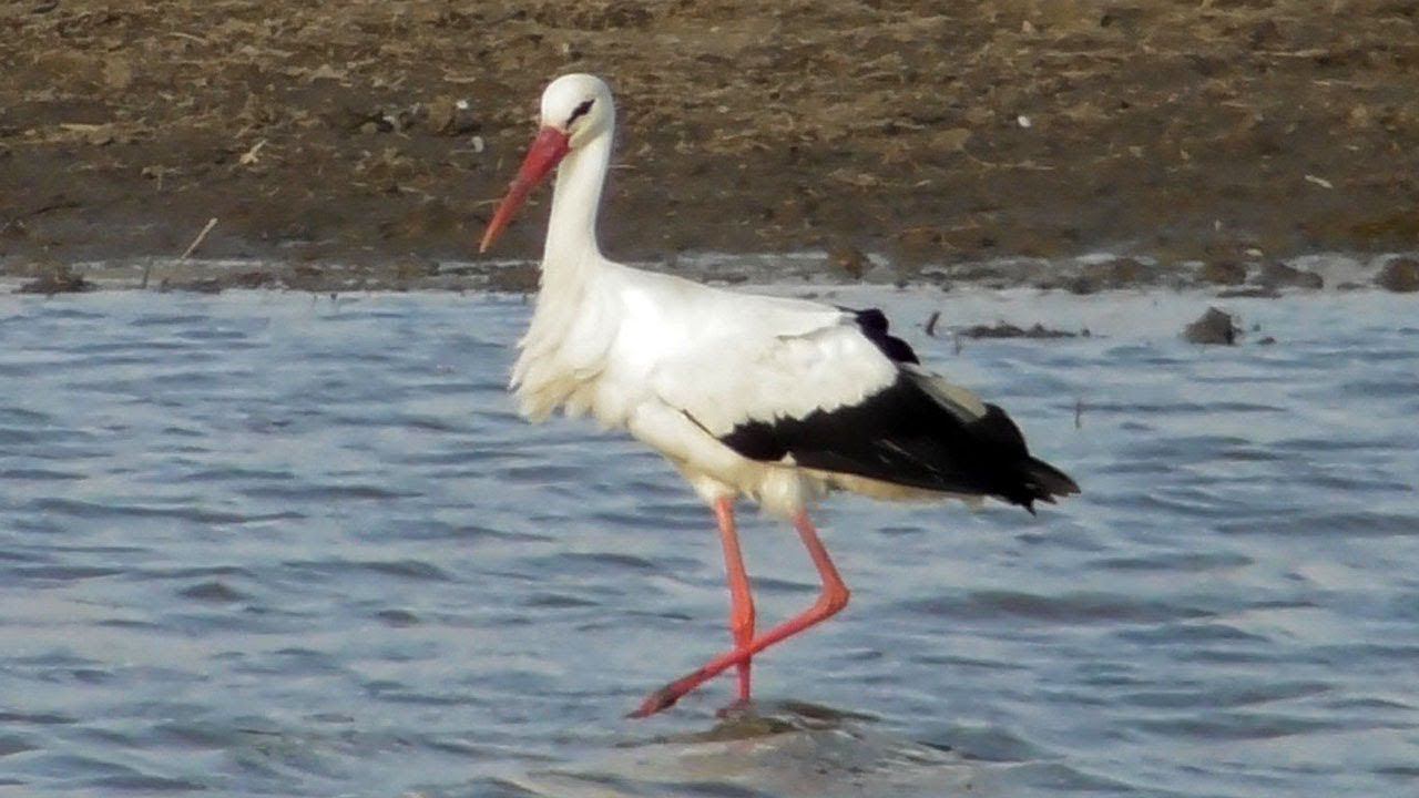 Белые Аисты / White Stork / Cicogna Bianca смотреть онлайн