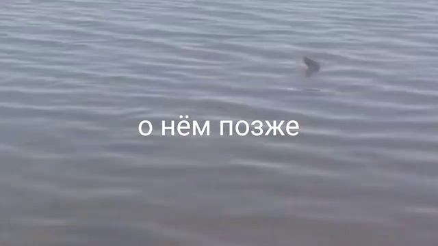 История про птиц 1серия/95серий смотреть онлайн