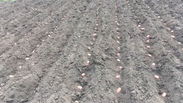Часть 1/САМЫЙ ПРОСТОЙ СПОСОБ ПОСАДКИ КАРТОФЕЛЯ МОТОБЛОКОМ/ КАК ПЕРЕВОЗИТЬ МОТОБЛОК. смотреть онлайн
