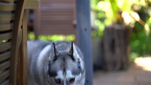 Zeiss 85mm F1.8 Batis Lens Review | John Sison смотреть онлайн