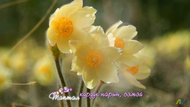 Ньургуһуннар. Сэргэй