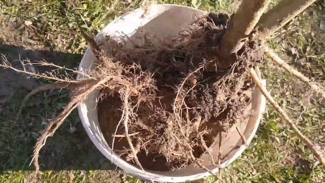 Отправляю Бругмансию на зимовку в гараж. 10.10.2021 смотреть онлайн