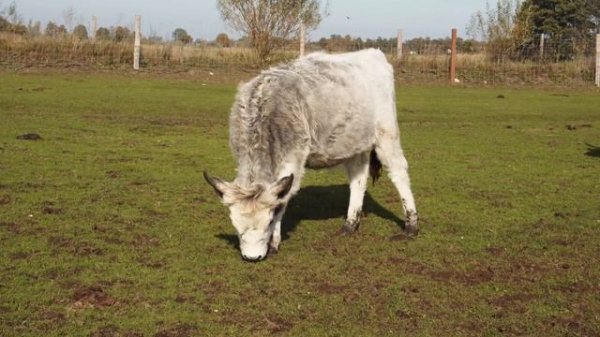 Готовим из чистотела уникальный эликсир жизни - We prepare a unique elixir of life from celandine