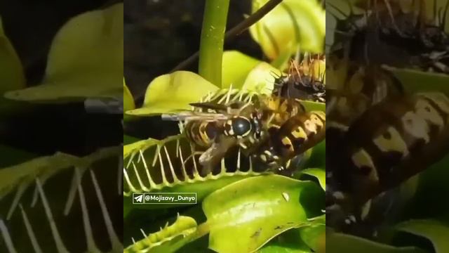 чудесная природа