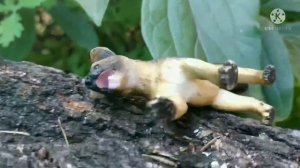 Schleich сериал. «Собачий лес» 1-я серия - «Щенок».