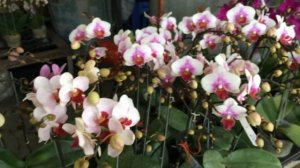 Орхидеи во Вьетнаме Нячанг. Магазин орхидей.
