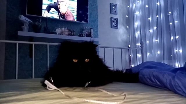 Кот-Лентяй..Старичок..Кот-Бегемот.. Прикольные Животные 2021г... смотреть онлайн