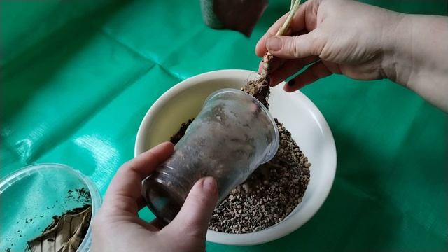 Беда с моими Алоказиями!!! смотреть онлайн