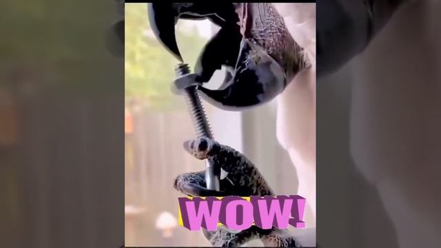 Вот это язык смотреть онлайн
