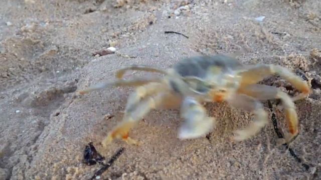 Египет, Хургада...Видеосъемка Pentax WG-3 смотреть онлайн