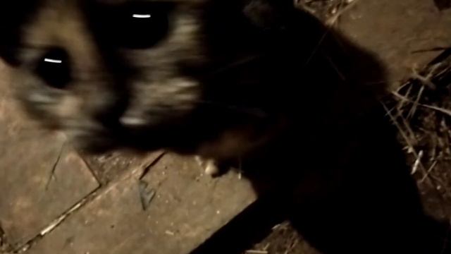 Готовим еловый отвар//Дела по хозяйству//Банный день смотреть онлайн