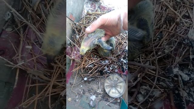 Что делать если завелись голуби (гнездо на балконе) смотреть онлайн