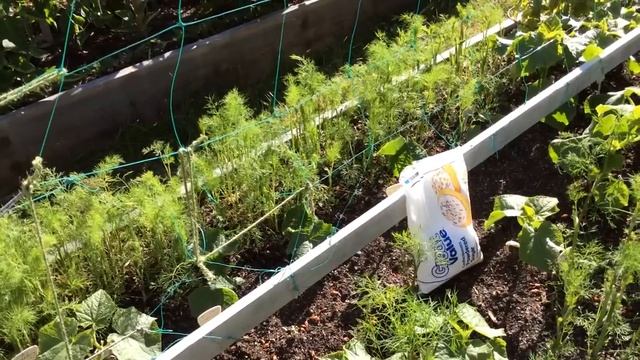 Спасаем УКРОП сахарной пудрой от ТЛИ / Сезон 2016 смотреть онлайн