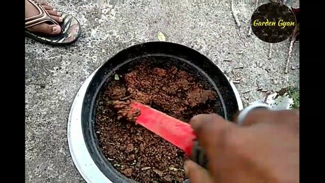 Care about Dracaena Cordyline fruticosa 'Baby Doll' Plant, Best Indoor/House plant смотреть онлайн