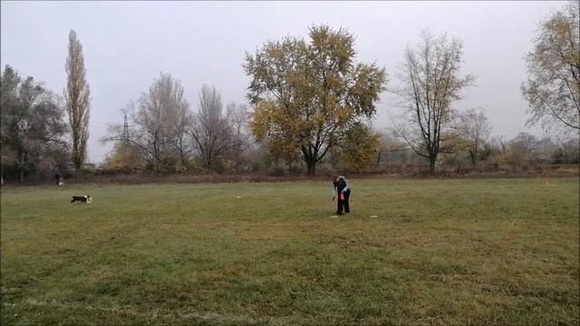 FrisbeeМанія2019 Ольга австралийская овчарка Астер смотреть онлайн