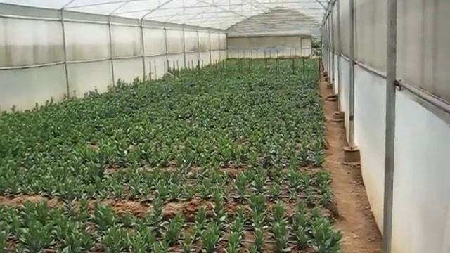 newly planted eustoma plants. смотреть онлайн