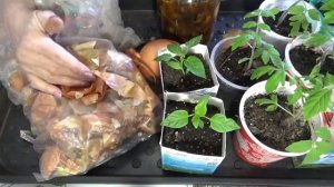 Опрыскиваю рассаду для профилактики настоем луковой шелухи. Как и для чего я его готовлю