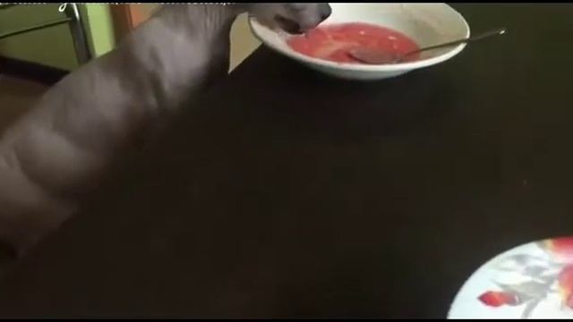 кот ест борщ