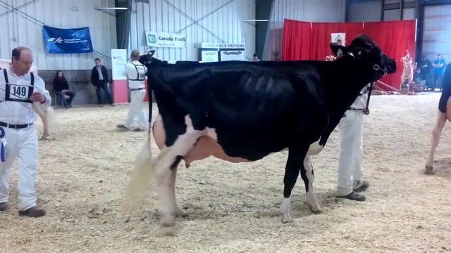 Eastern Ontario/Western Quebec Championship Show 2014 Senior 3 Year Old смотреть онлайн