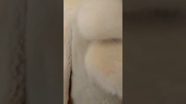 Продается шубка натуральная.10тр.Череповец.Бобрик с норкой смотреть онлайн