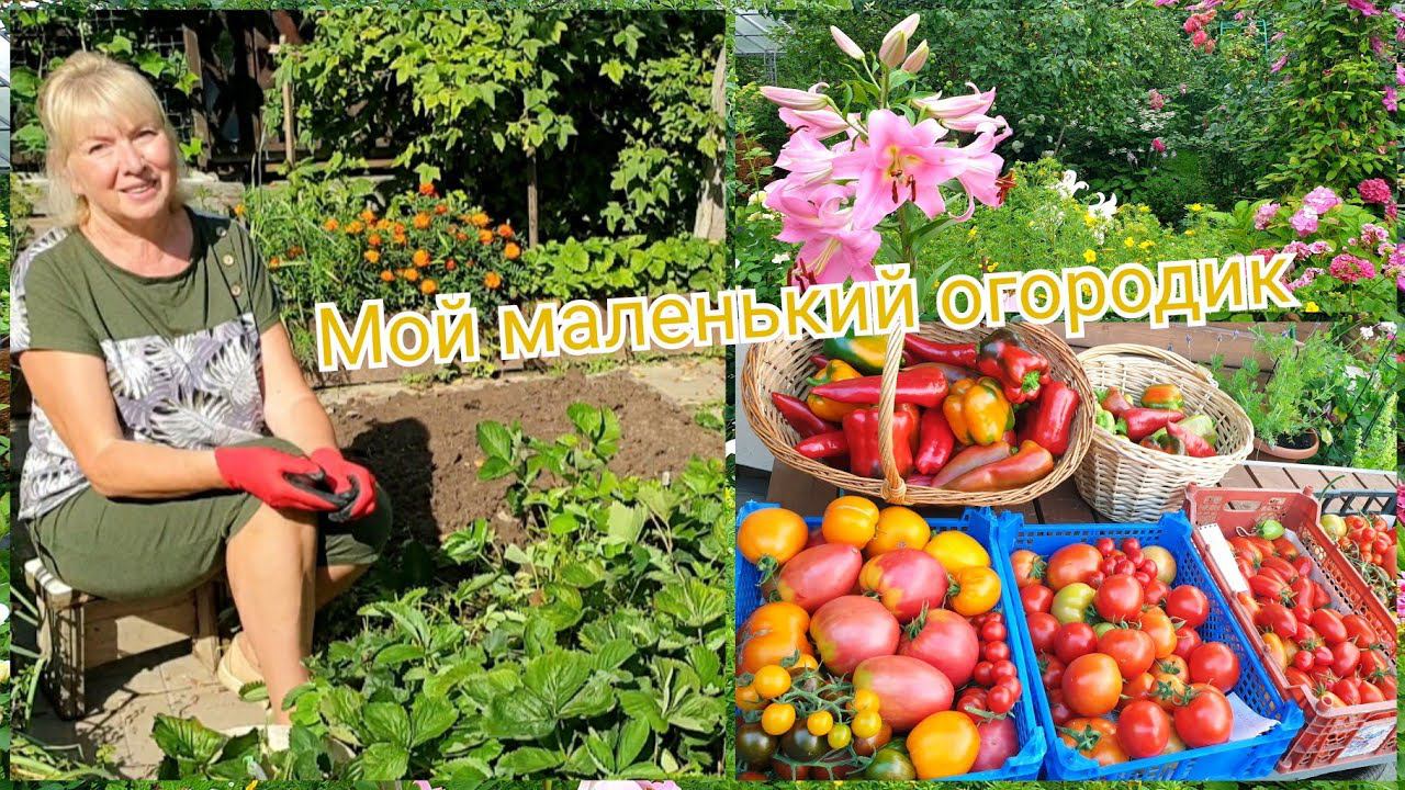 Мой маленький огородик ЗАВАЛИЛ УРОЖАЕМ-надо сокращать.ОБРАБОТКА И ПОДКОРМКА клубники смотреть онлайн
