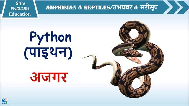 reptiles and amphibians list in English and Hindi | amphibians animals list|amphibians list смотреть онлайн