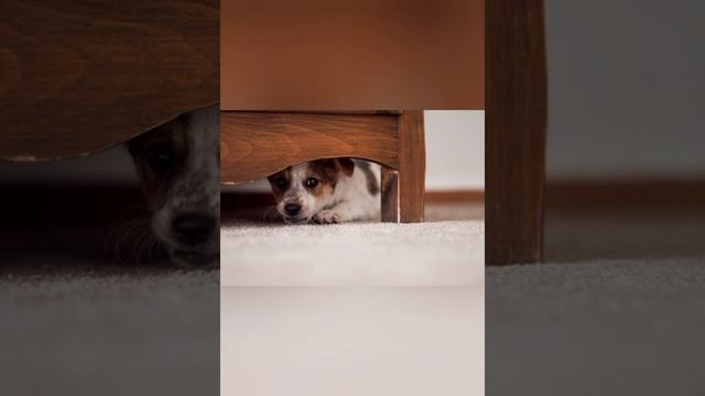 Как отучить щенка скулить / смотреть онлайн