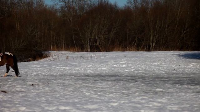 Воскресная прогулка на конюшню с детьми из 1'б', г. Павловск, КСК 