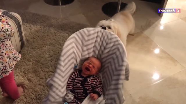 Смешное видео.ДЕТИ ПРОТИВ ЖИВОТНЫХ 2020.🤣Смех продлевает 💙!