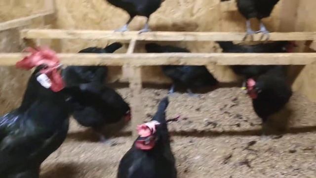 Барбёзьё смотреть онлайн