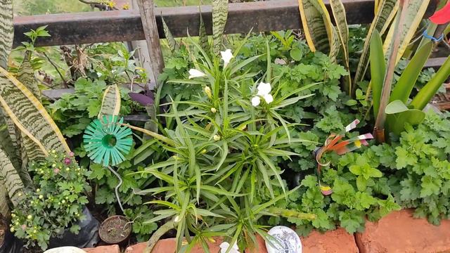 Mexican Petunia plant care and tips [Nature Change The Future] смотреть онлайн