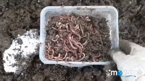Навозные черви зимой: добывание, фасовка