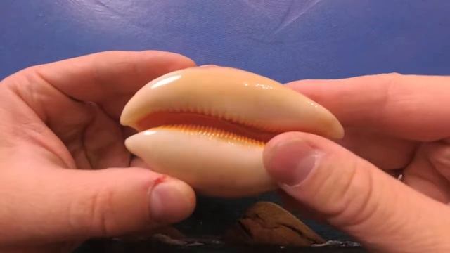 Золотая ципрея (Cypraea aurantium) смотреть онлайн