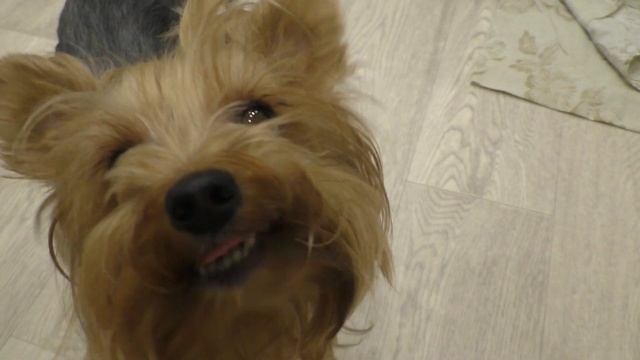 Кошка ест мороженое. смотреть онлайн